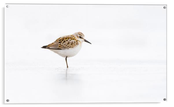 Little Stint Acrylic by Carl Day