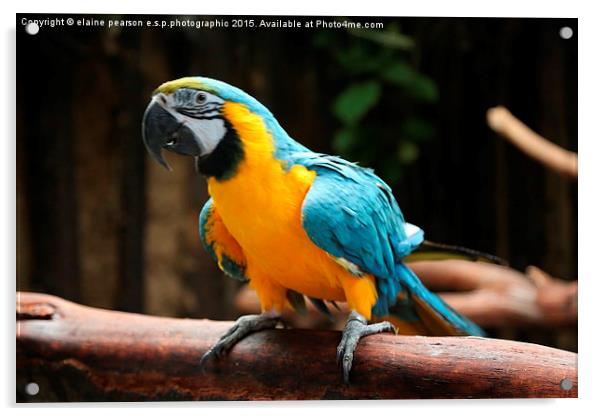  Macaw Acrylic by Elaine Pearson