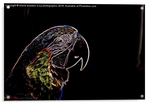  Neon Parrot Acrylic by Elaine Pearson