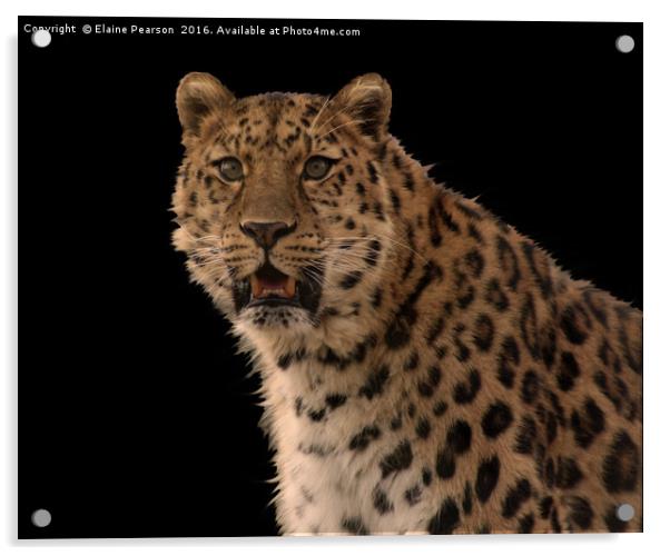 The Leopard Acrylic by Elaine Pearson