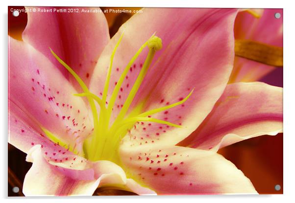 Stargazer Lily Acrylic by Robert Pettitt