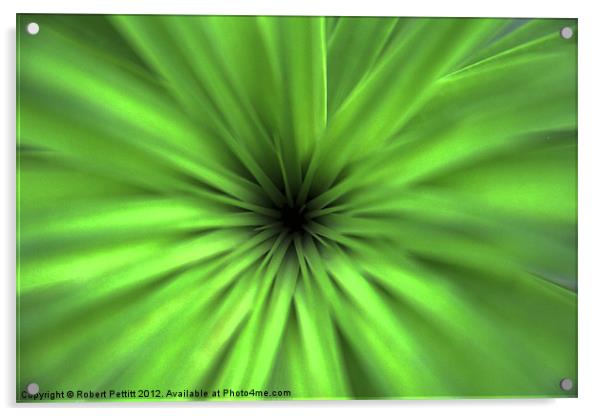 Ponytail palm Acrylic by Robert Pettitt