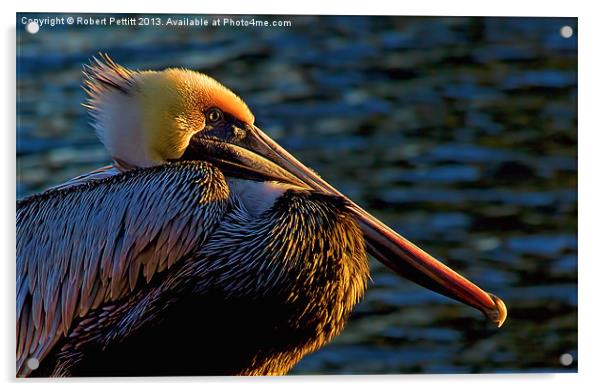 Pelican at Sunset Acrylic by Robert Pettitt