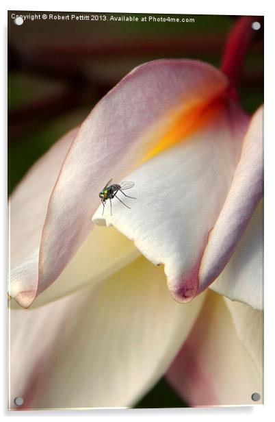 Tiny Tiny Fly Acrylic by Robert Pettitt