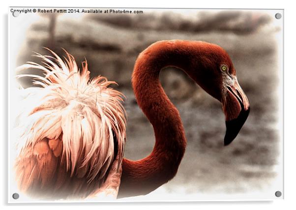 Flamingo Portrait Acrylic by Robert Pettitt