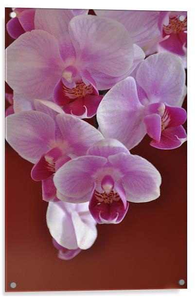 Orchids Acrylic by Milena Barczak