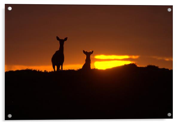 Red Deer and the Rising Sun Acrylic by Macrae Images