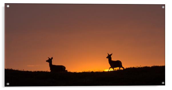 Red Deer Sunrise Acrylic by Macrae Images