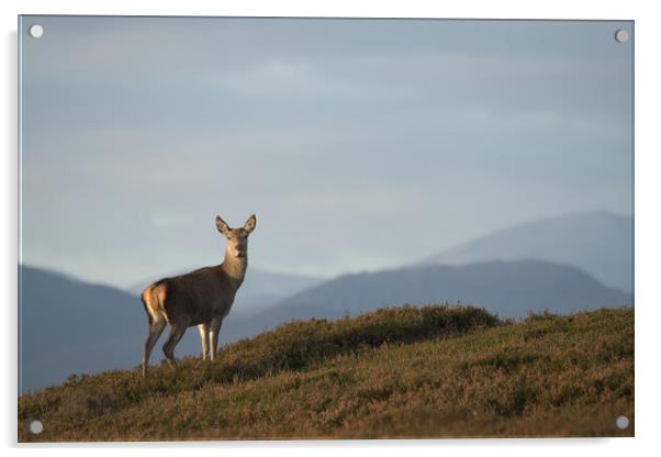 Red Deer Hind Acrylic by Macrae Images