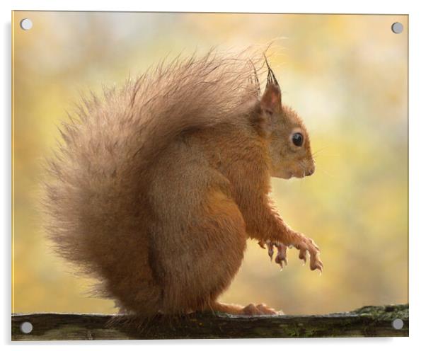 Red Squirrel  Acrylic by Macrae Images