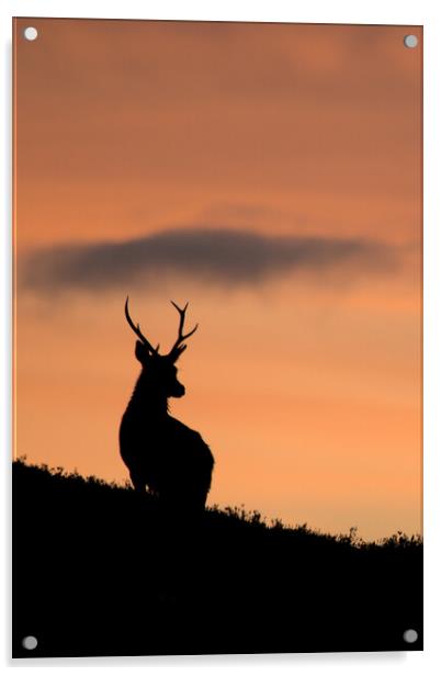 Sunrise Stag Silhouette  Acrylic by Macrae Images