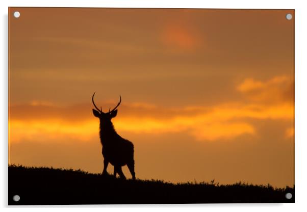 Stag Silhouette  Acrylic by Macrae Images