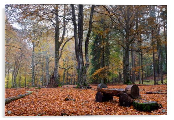 Upper Reelig in Autumn Acrylic by Macrae Images