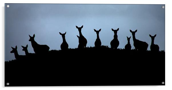 Red deer silhouettes Acrylic by Macrae Images