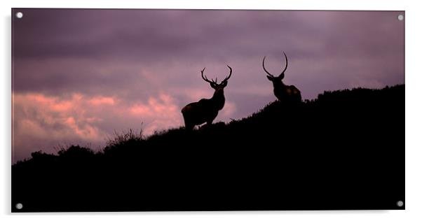 Stags silhouette Acrylic by Macrae Images