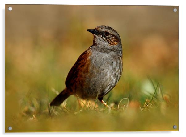Dunnock Acrylic by Macrae Images