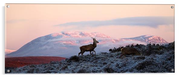 Red deer, Ben Wyvis Acrylic by Macrae Images