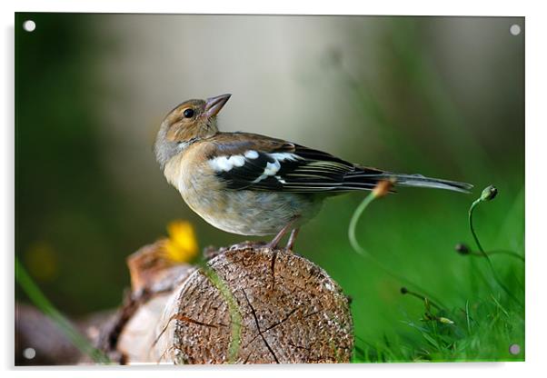 Chaffinch Acrylic by Macrae Images
