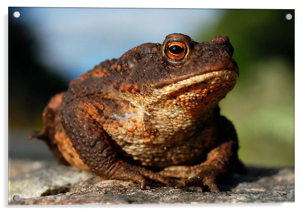 Toad Acrylic by Macrae Images