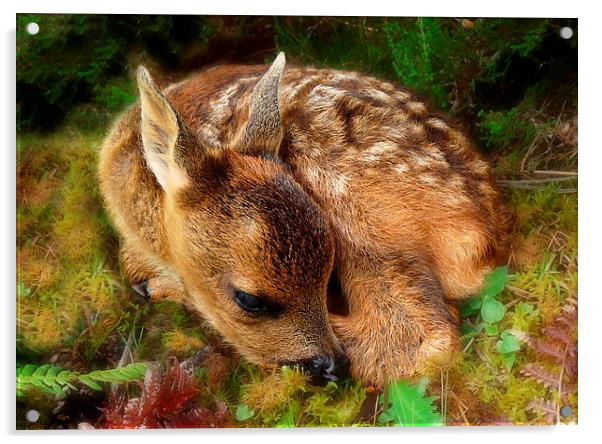 Roe deer fawn Acrylic by Macrae Images