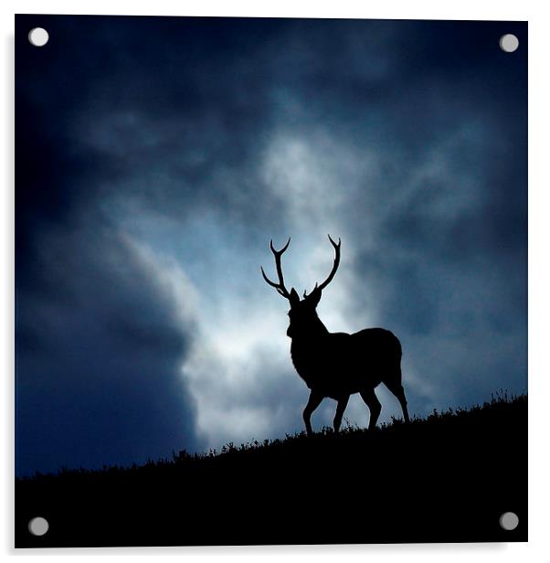 The stag Acrylic by Macrae Images