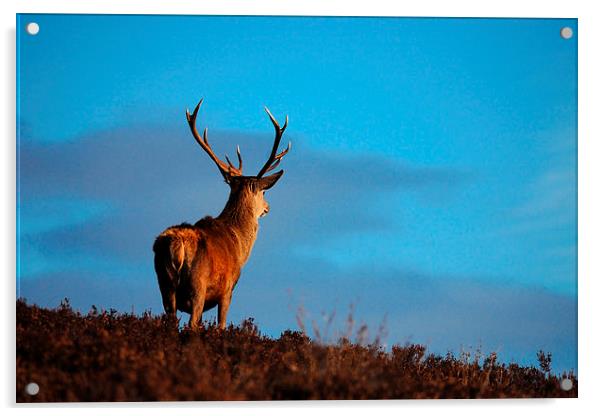 Highland Stag Acrylic by Macrae Images