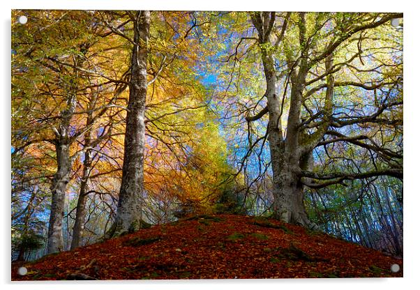Reelig Forest Acrylic by Macrae Images