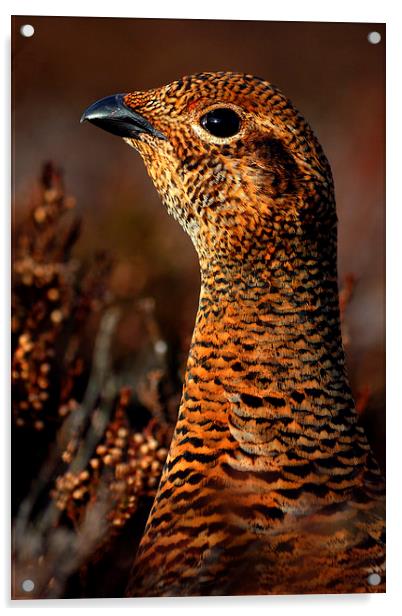 Red Grouse Acrylic by Macrae Images