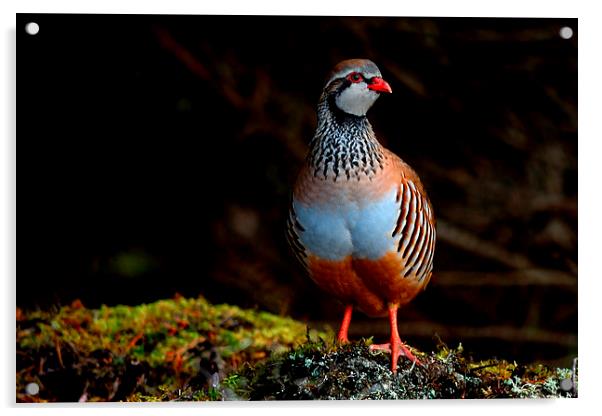 Red-legged Partridge Acrylic by Macrae Images
