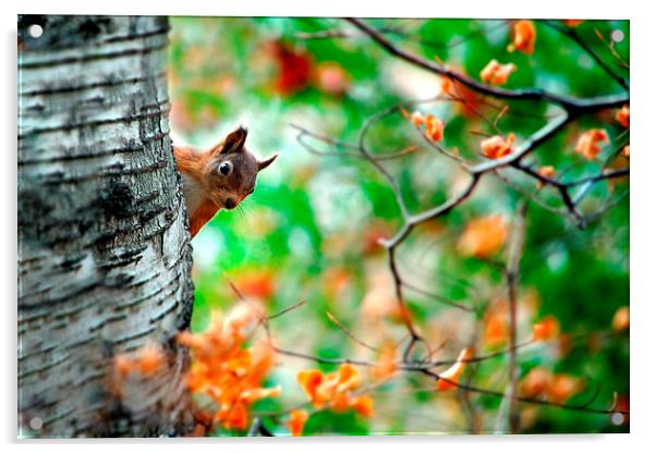 Red squirrel Acrylic by Macrae Images