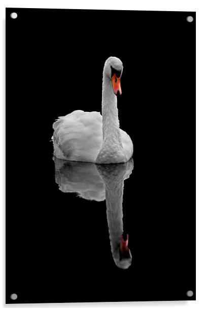 Mute swan Acrylic by Macrae Images
