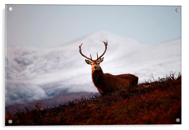 Winter stag Acrylic by Macrae Images