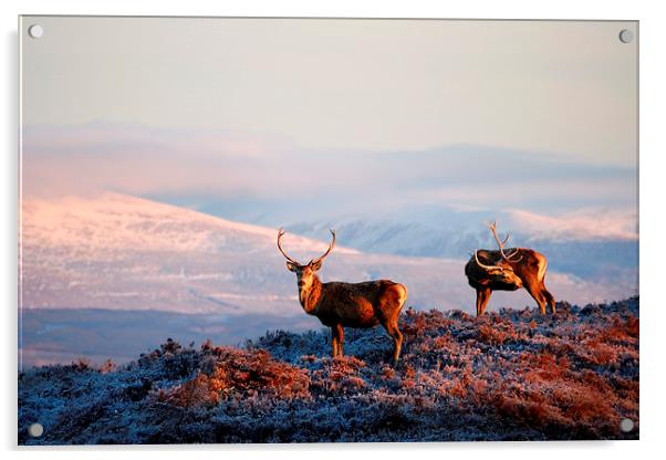 Red deer stags Acrylic by Macrae Images