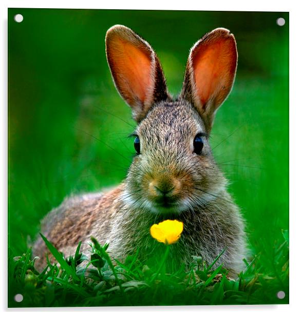 Baby Rabbit Acrylic by Macrae Images