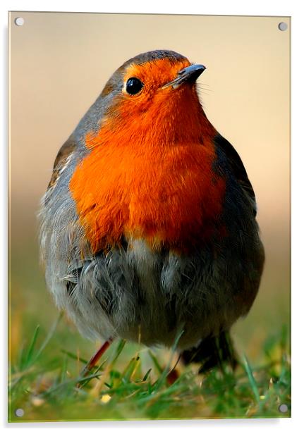 Robin Acrylic by Macrae Images