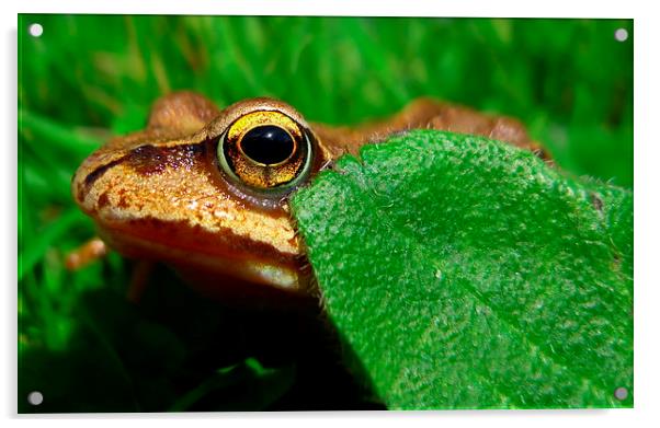 Frog Acrylic by Macrae Images