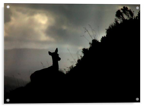 Deer silhouette Acrylic by Macrae Images