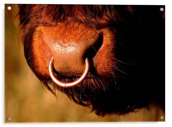Highland Bull Acrylic by Macrae Images