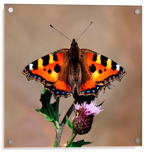   Small Tortoiseshell Butterfly Acrylic by Macrae Images