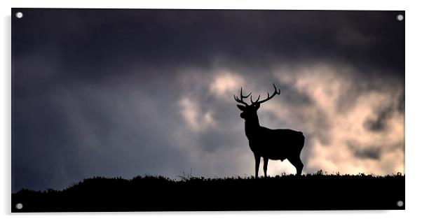  Stag silhouette Acrylic by Macrae Images