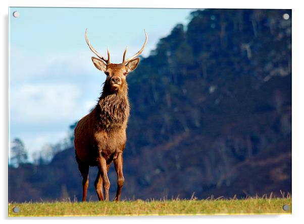  Red deer stag Acrylic by Macrae Images