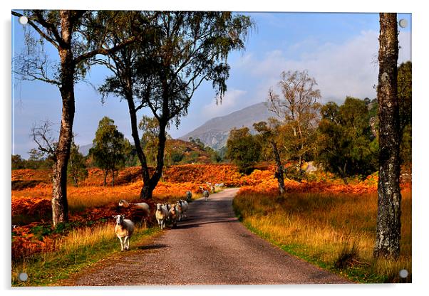  Glen Strathfarrar Acrylic by Macrae Images