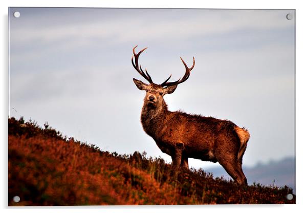    Red deer stag Acrylic by Macrae Images