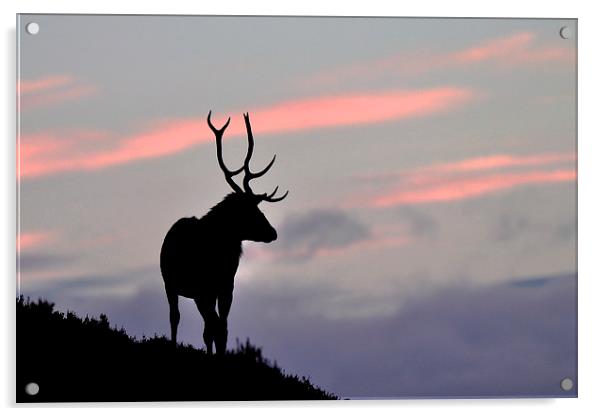    Stag silhouette Acrylic by Macrae Images