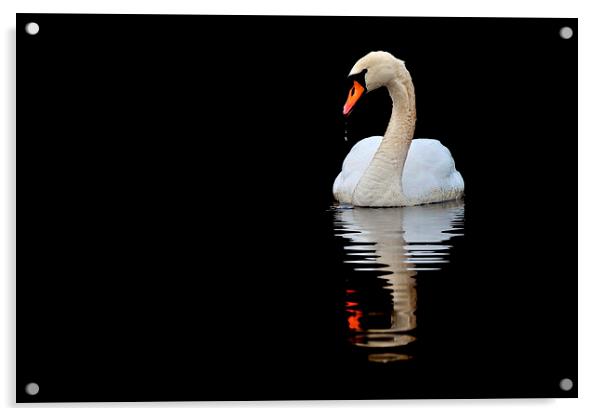   Mute Swan Acrylic by Macrae Images
