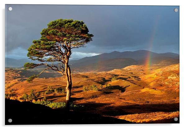 Scots Pine Acrylic by Macrae Images