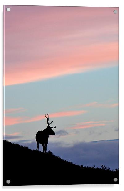     Stag Silhouette Acrylic by Macrae Images