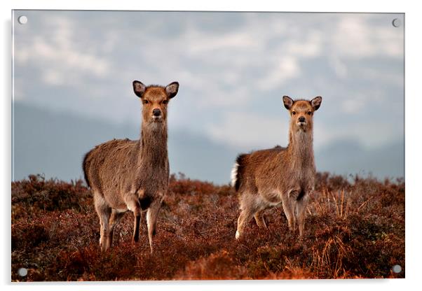  Sika Deer Acrylic by Macrae Images