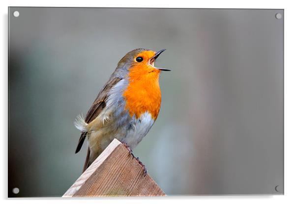  Robin Song Acrylic by Macrae Images