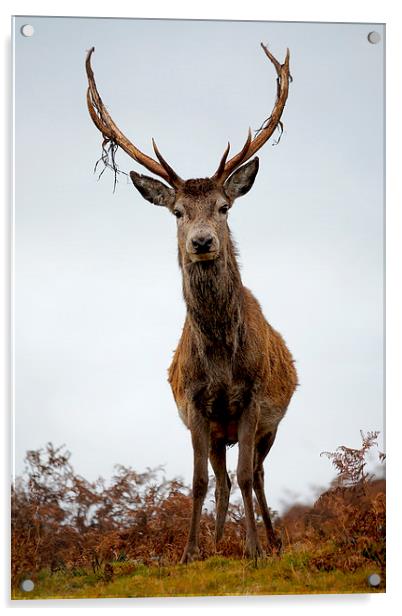    Red Deer Stag Acrylic by Macrae Images